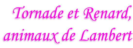 Tornade et Renard,  animaux de Lambert